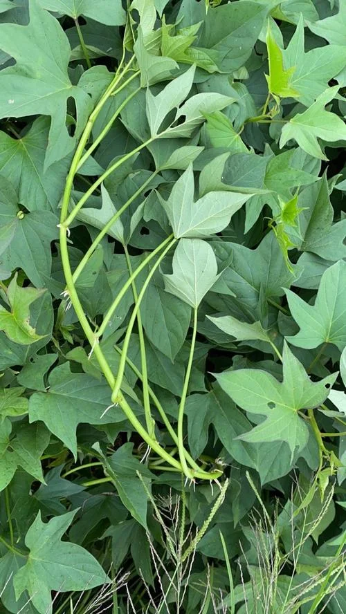 梦见红薯叶长得很茂盛_2