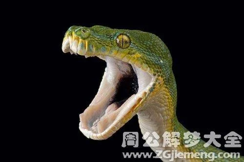 梦见门牙掉了变成蛇_2