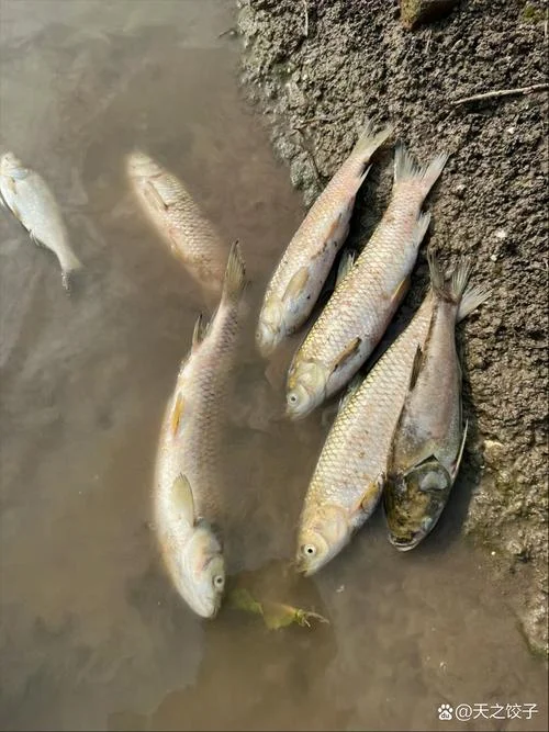 梦到家里发大水进了鱼_2