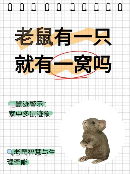 梦见自己家里有老鼠是什么意思_1