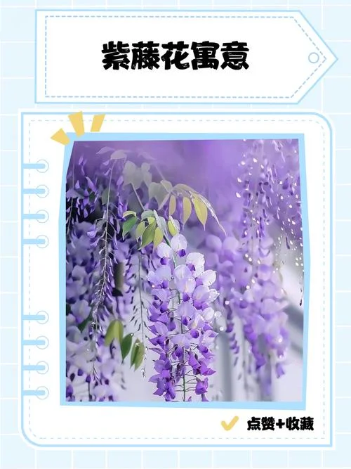 紫藤花歌词作者是谁-紫藤花歌词作者是谁