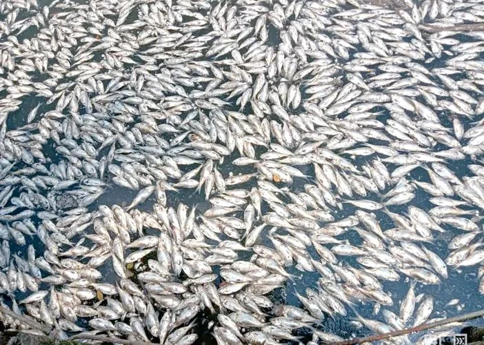 梦见鱼死了浮在水面上_2