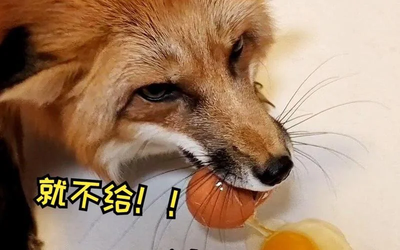 梦见偷鸡蛋什么意思呢_2