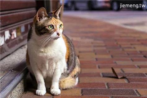 梦见家里很多小猫_1