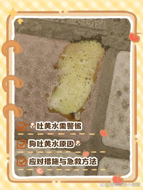 梦到黄水怎么回事呀_1