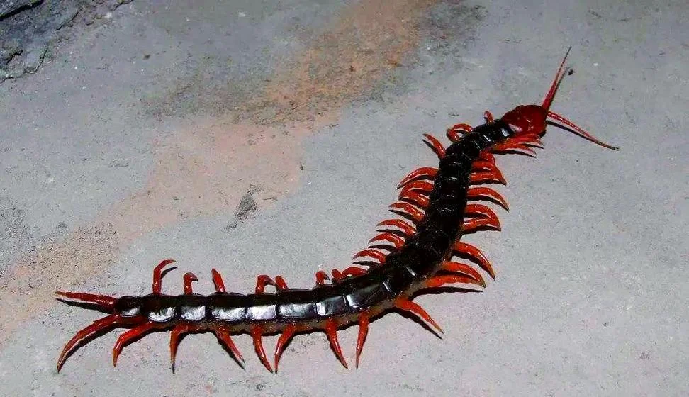 梦见蜈蚣_1