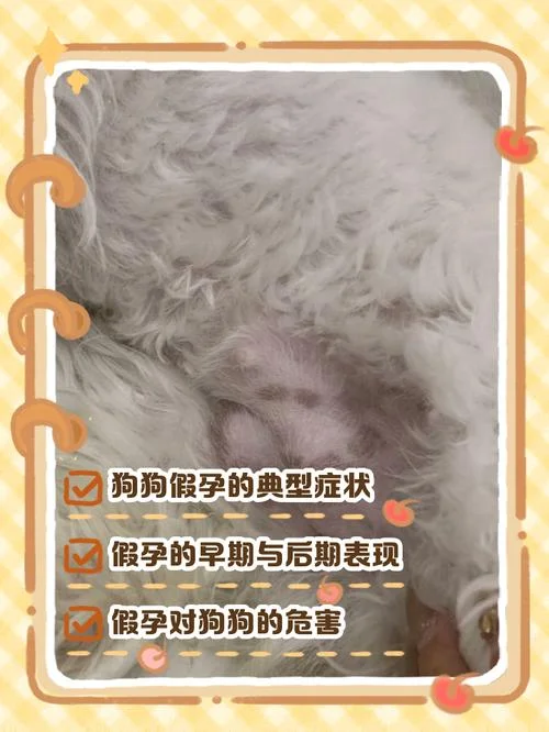 梦到养狗算不算胎梦_1