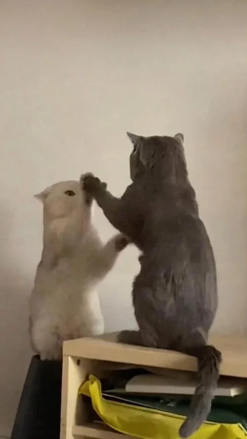 梦到猫咪打架_2