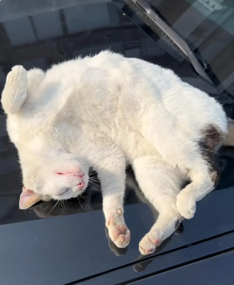 梦见猫拦路_1