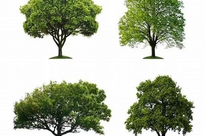 梦见大树是什么意思_1