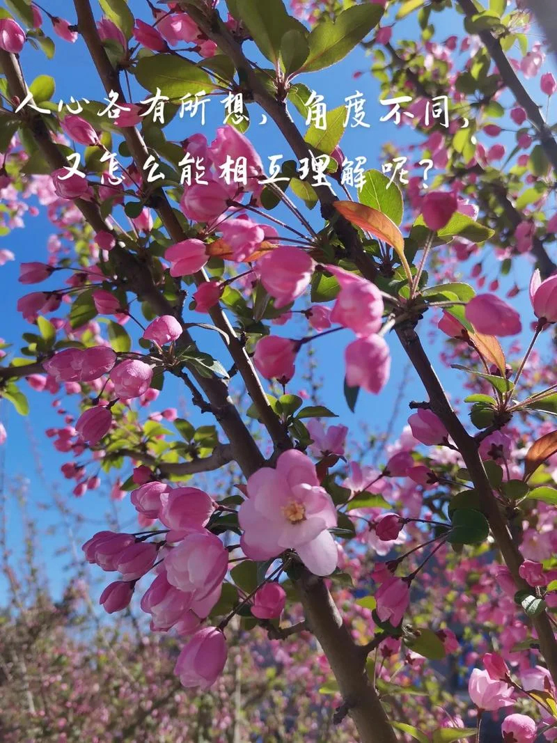 女人梦到花是什么意思_1