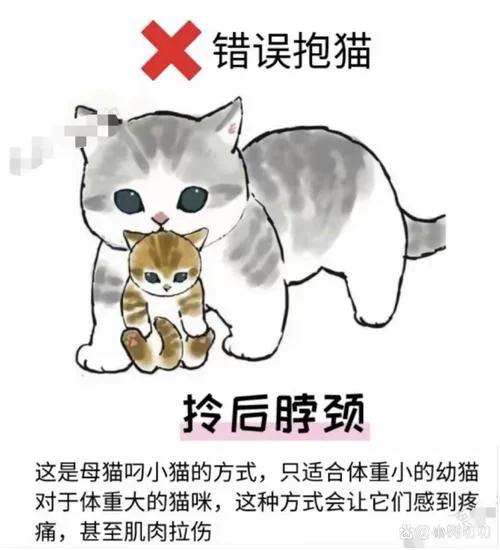 梦见被猫追怎么办_1