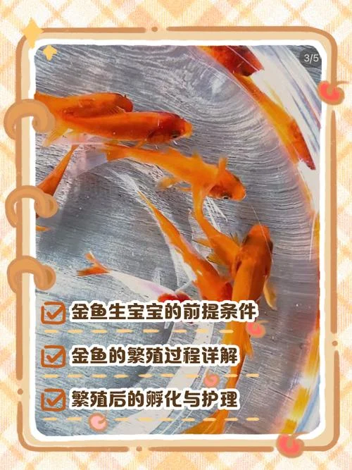 梦见小金鱼是胎梦吗_1