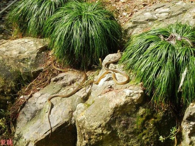 千岛湖蛇岛在哪里_1