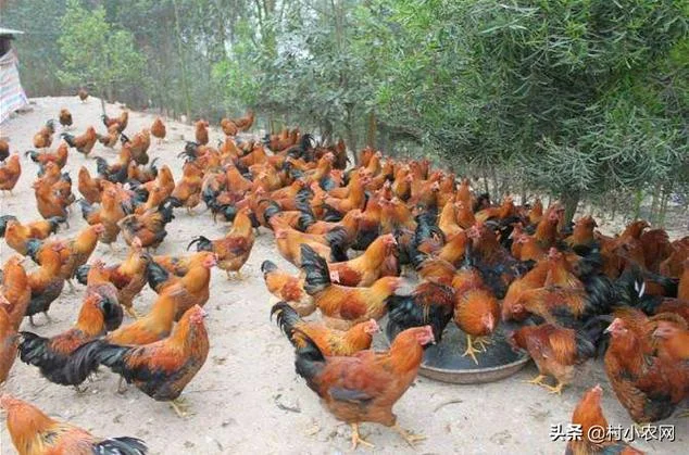 来年做那个项目好致富_1