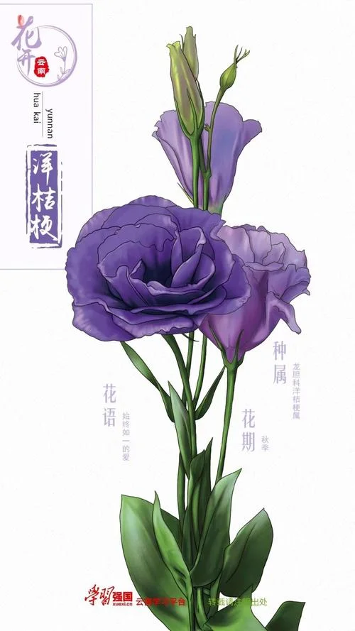 配洋桔梗的温柔文案_1