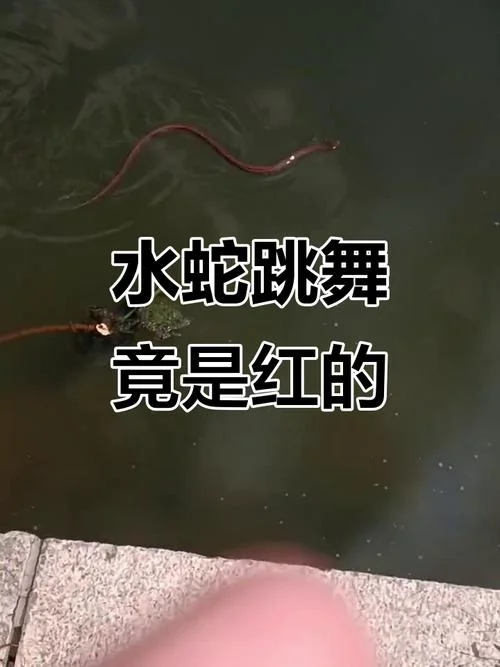 梦见在河里摸到蛇_1