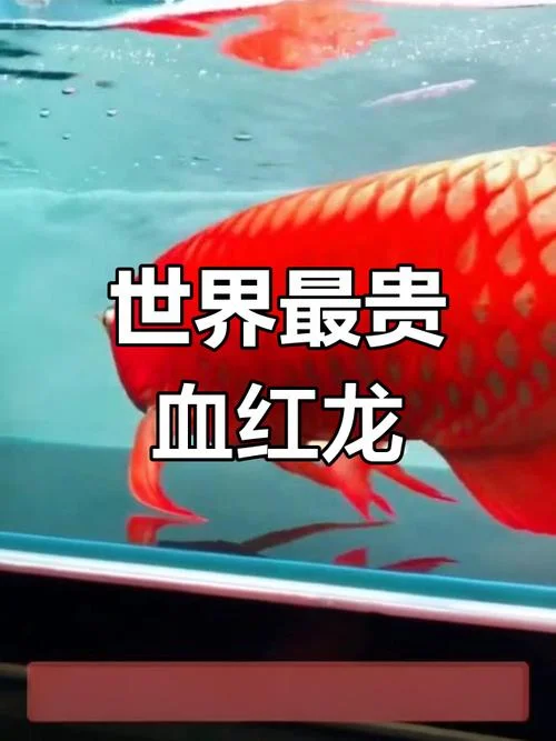 龙鱼多少钱一斤_2