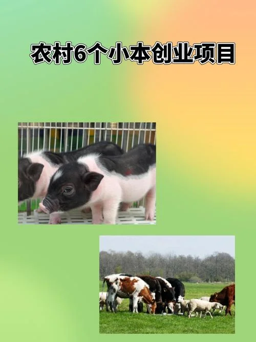 自强创业网妇女小本致富项目_1