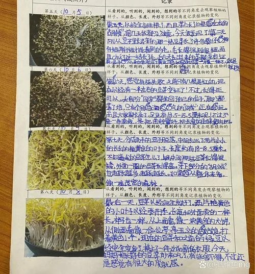 种豆芽感悟-种豆芽感悟