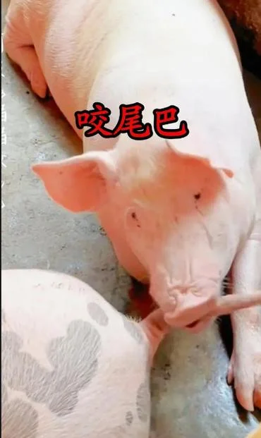 梦见好多猪咬我_1