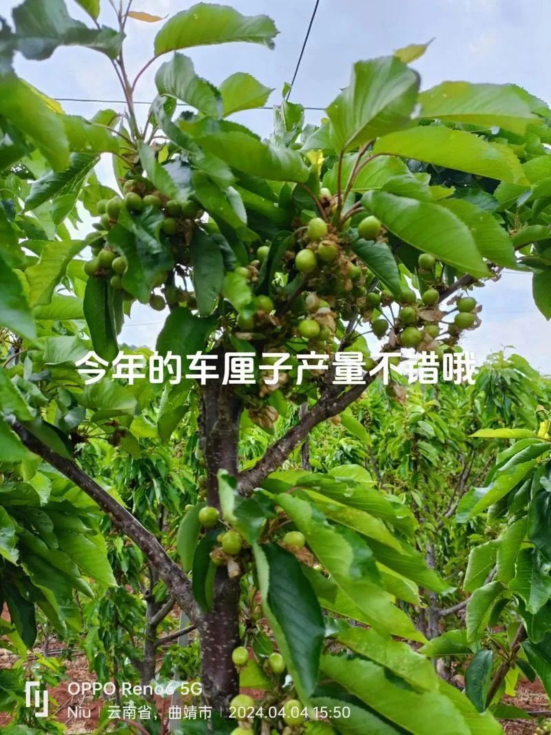 大棚樱桃一亩收入多少_2