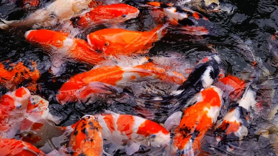 做梦梦到鱼和水是什么意思周公解梦_2