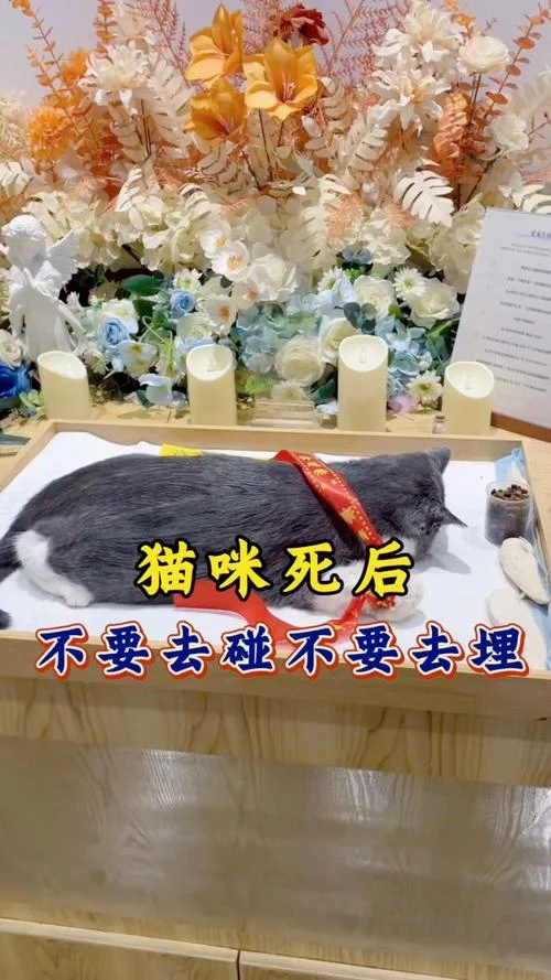梦见猫死了是什么征兆_1