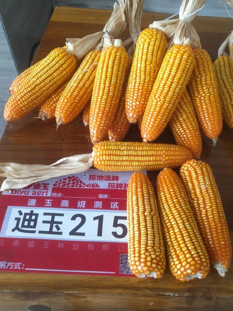 德单123玉米种子简介_2