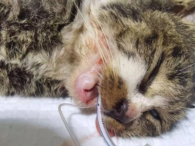 孕妇梦到猫咬自己_1