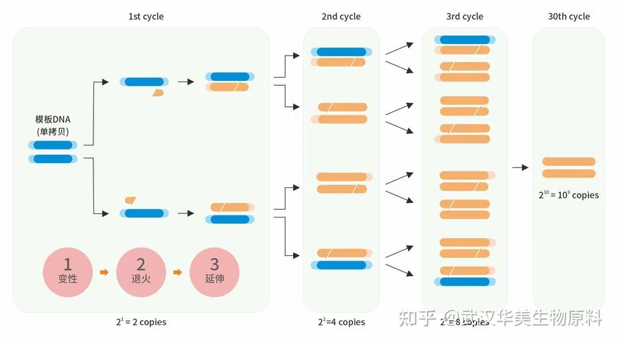 巢式pcr原理及优点_1