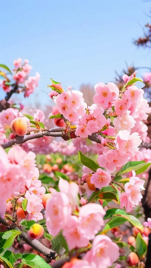 什么是旺桃花_1