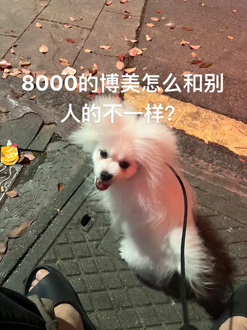 博美尴尬期几月到几月_1