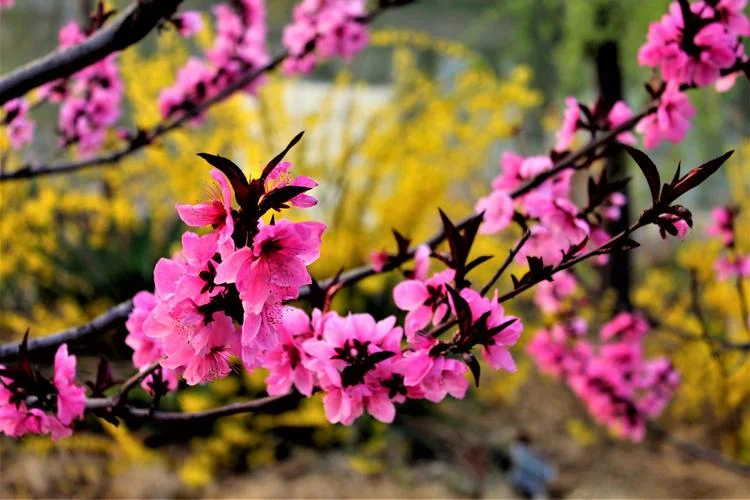 野草读后感悟100字-野草读后感