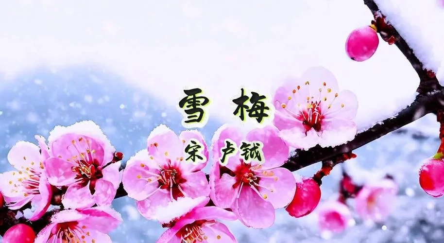 梦见梅花开了还有雪-梦见梅花开雪