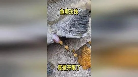 梦到捉鱼捉到了_2