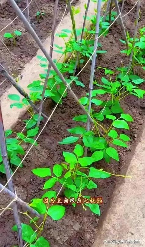 几月份种豆角-几月种豆角