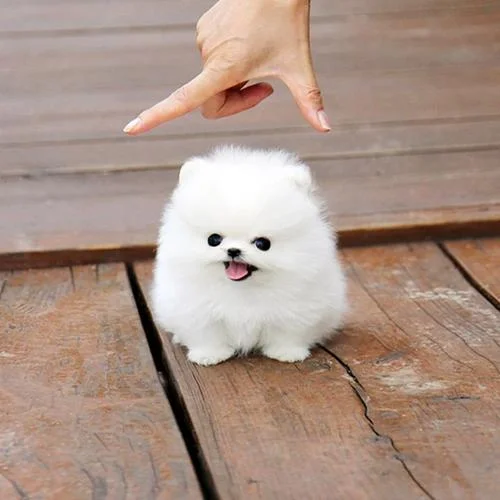 博美犬多大就不长个了-博美犬停止长个