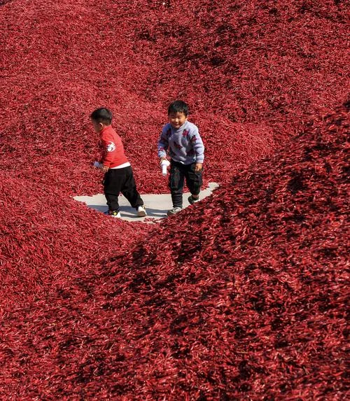 梦到扫地满地辣椒籽_1