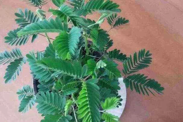 含羞草几月播种最合适_1