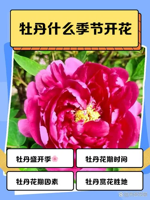 洛阳牡丹节是几月_1