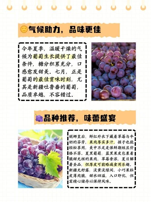新疆葡萄几月成熟_2