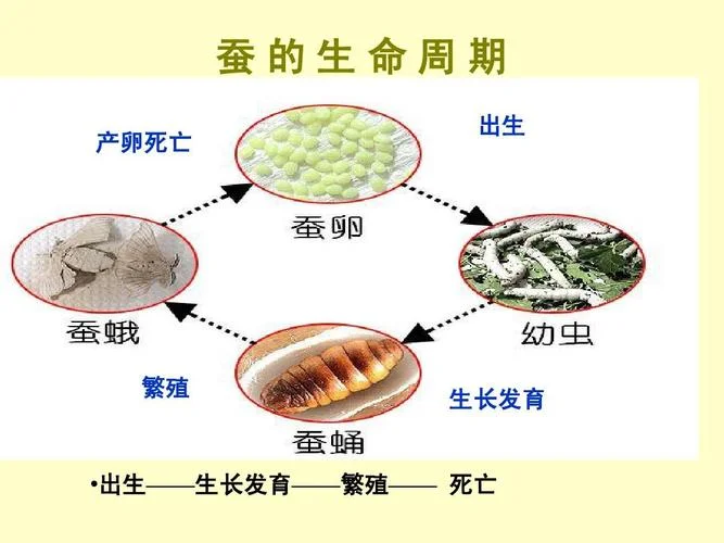 蚕的生命周期_1