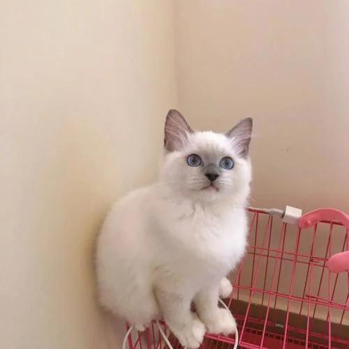 买重色布偶猫注意什么-买重色布偶猫须知