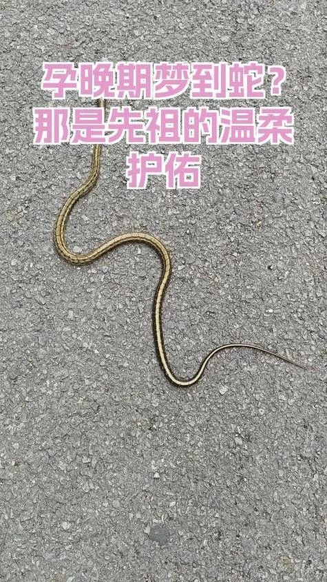梦到蛇进家预示着什么_2
