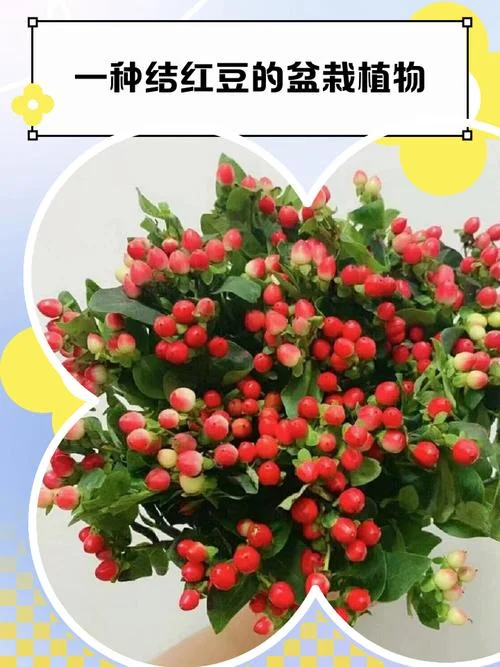 大粒红豆几月份播种_1