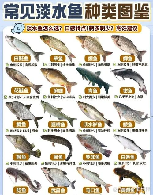 什么是淡水-淡水是什么概念