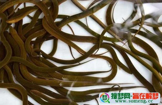梦见钓鳝鱼_1