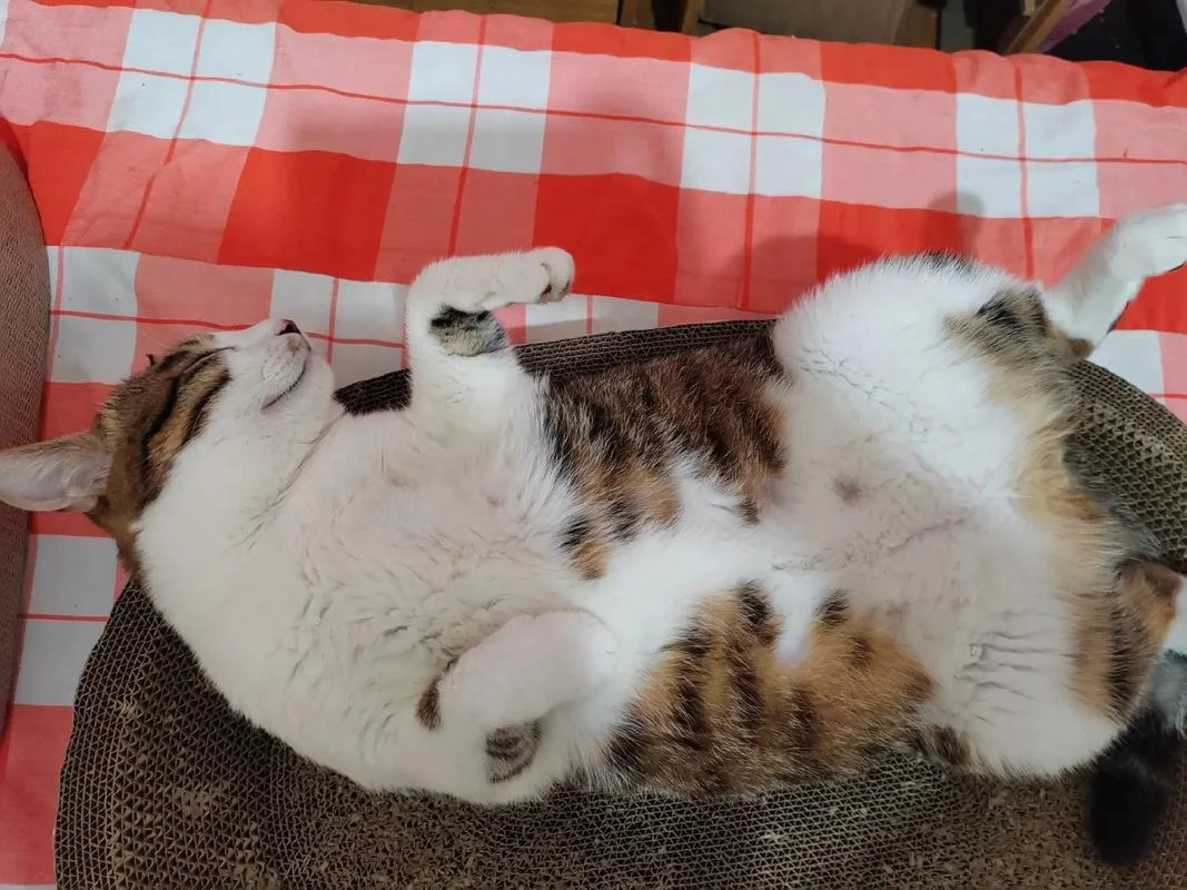 做梦被猫追_1