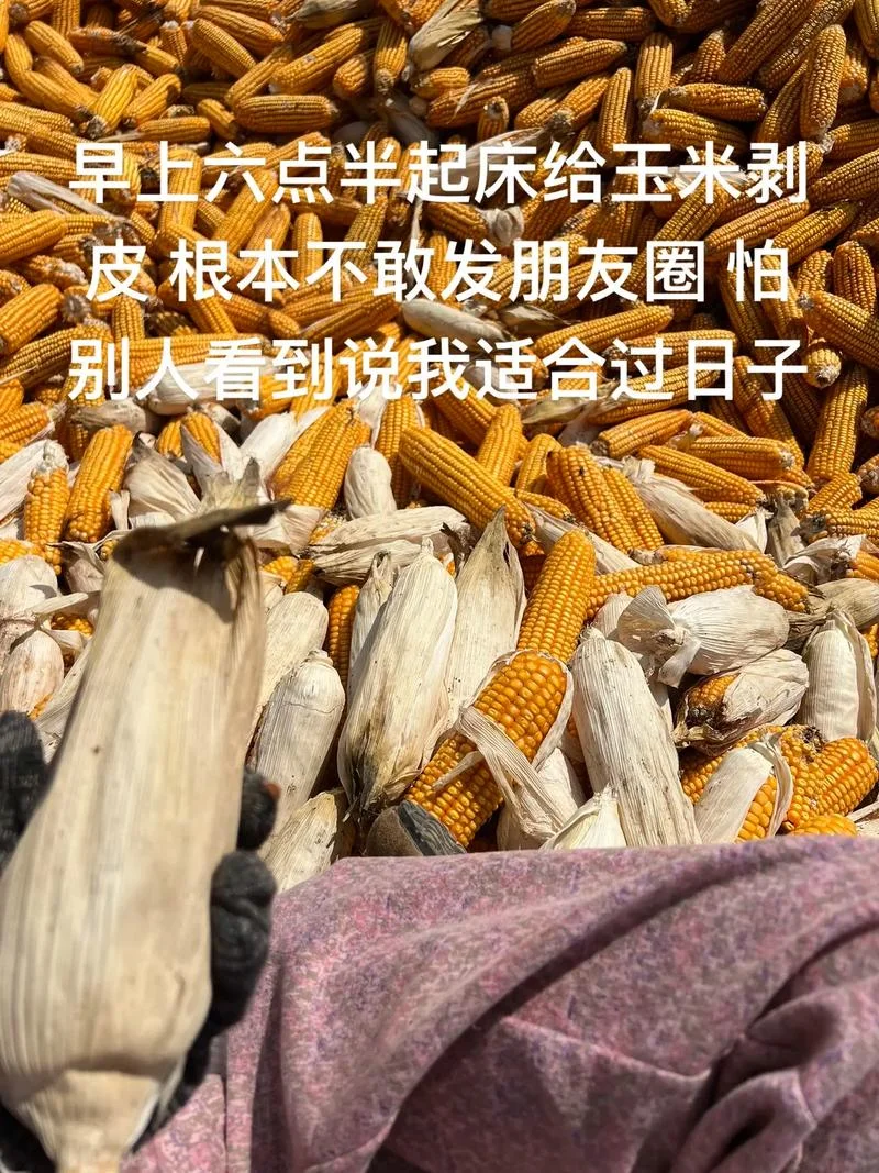 梦见秋收掰玉米啥预兆_1